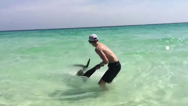 Curajul nebunesc al unui tanar din Florida. A salvat de la moarte un rechin, in timp ce turistii priveau scena cu groaza