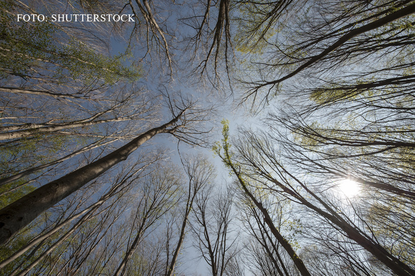 Traditiile romanesti pe care le-am uitat. Cine era Muma Padurii si ce se folosea, in loc de usturoi, impotriva vampirilor