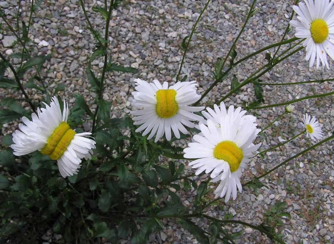 Cum arata margaretele-mutante din Fukushima. Care sunt explicatiile oamenilor de stiinta