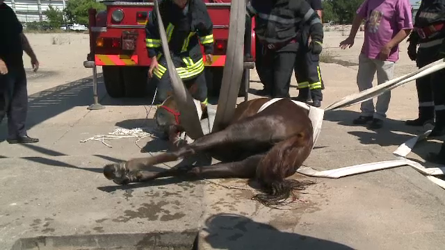 Operatiunea “Salvati-o pe Lili”. 14 pompieri s-au chinuit 3 ore sa scoata o iapa cazuta in canal: cum a ajuns acolo