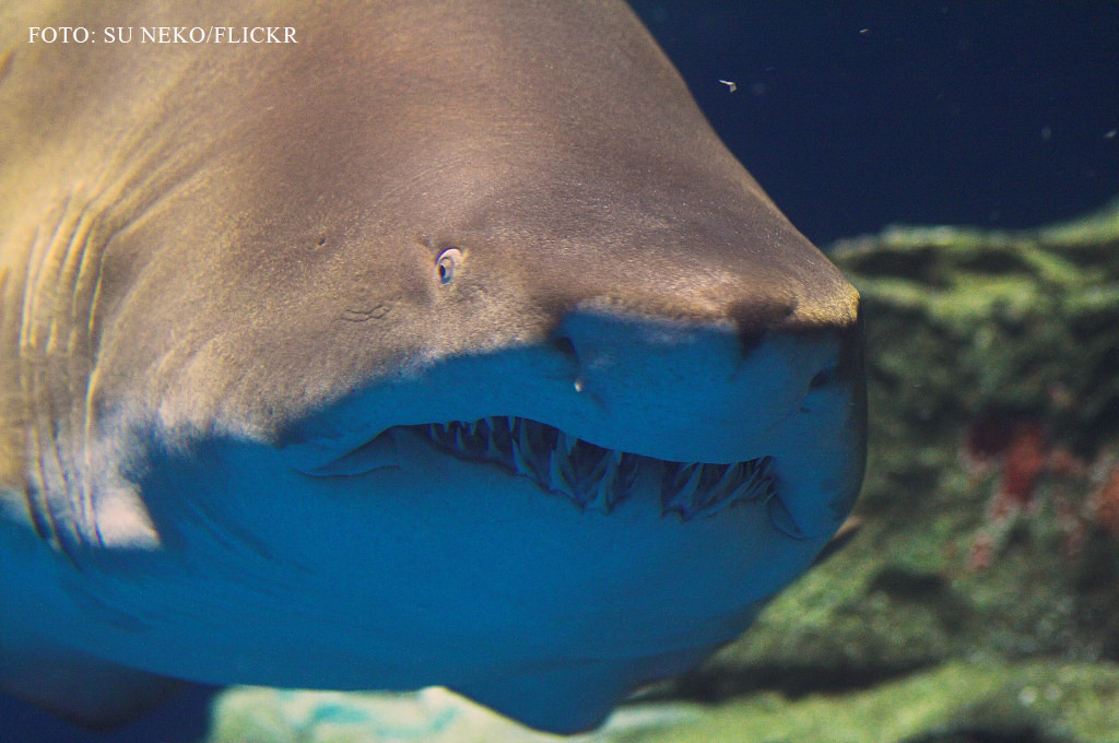 Un australian a fost devorat de un rechin sub ochii fiicei sale. Care a fost prima reactie a tinerei
