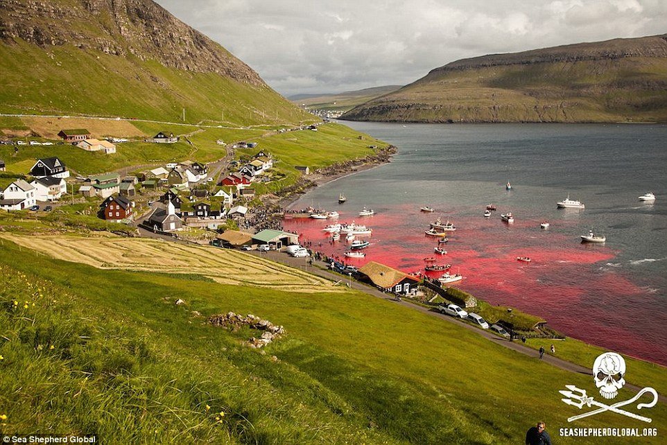 balene feroe