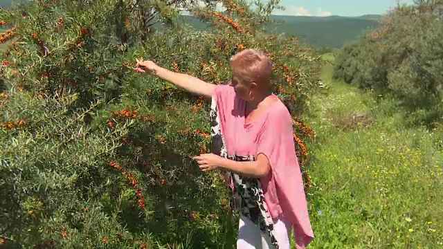 Cei care au pariat pe "ginsengul romanesc" se lauda cu castiguri anuale generoase. Cat este de profitabila investitia