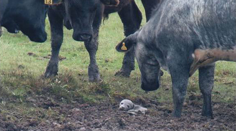 Imagini emotionante la o rezervatie naturala din Anglia. Un pui de foca intepenit in noroi, salvat de mai multe vaci curioase