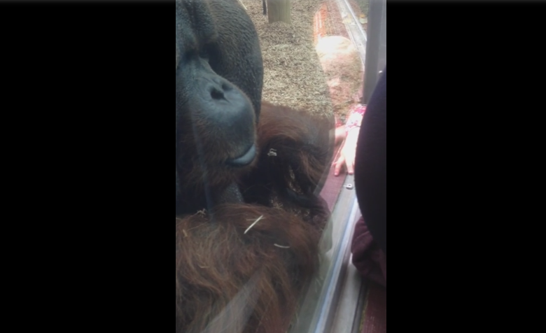 O femeie insarcinata s-a apropiat de un urangutan la o gradina zoologica din Marea Britanie. Ce reactie a avut acesta