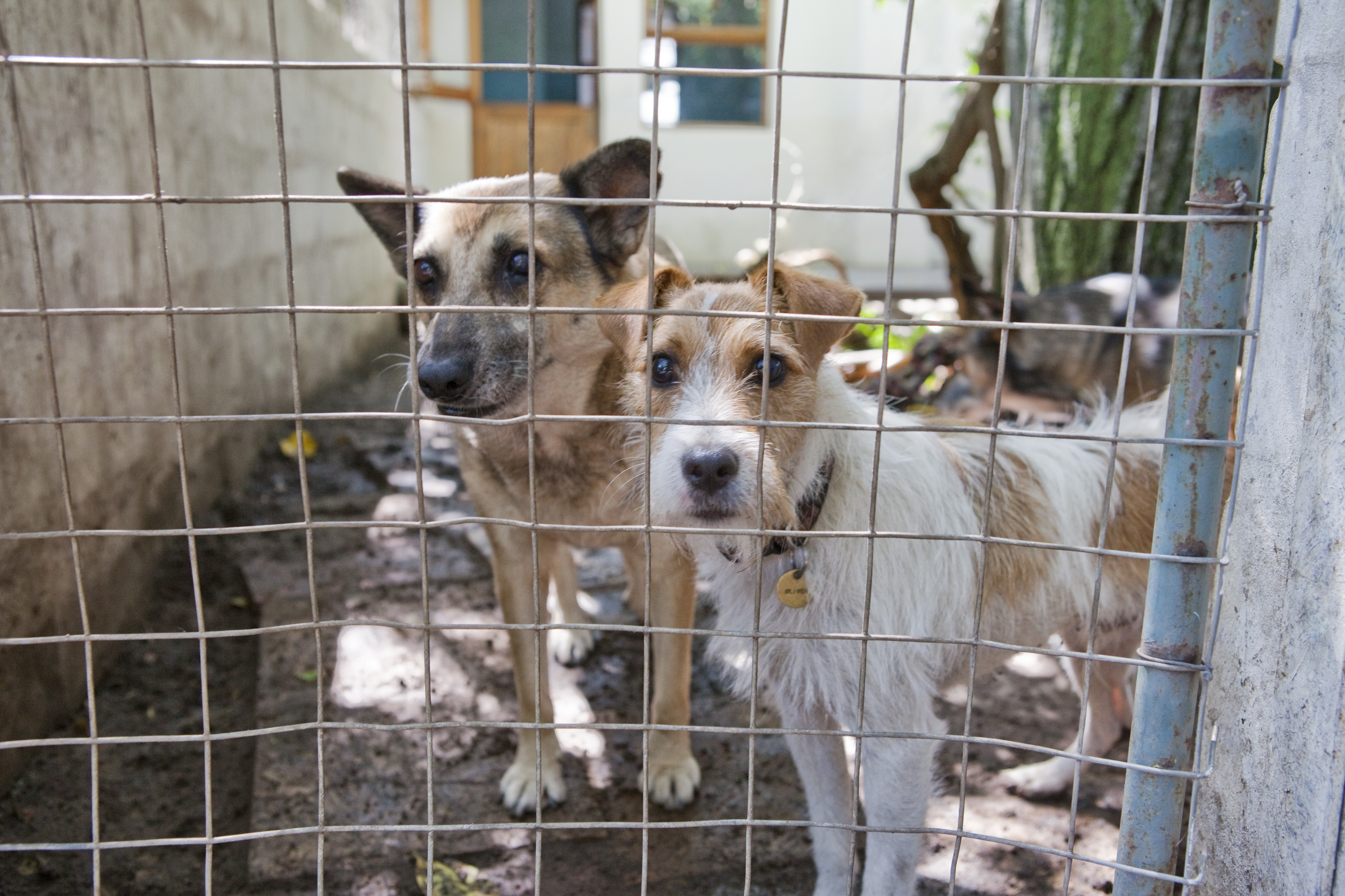 Caz tulburator in China. Doi copii sunt crescuti in conditii mizere intr-o cusca, alaturi de caini, de bunicul lor. FOTO