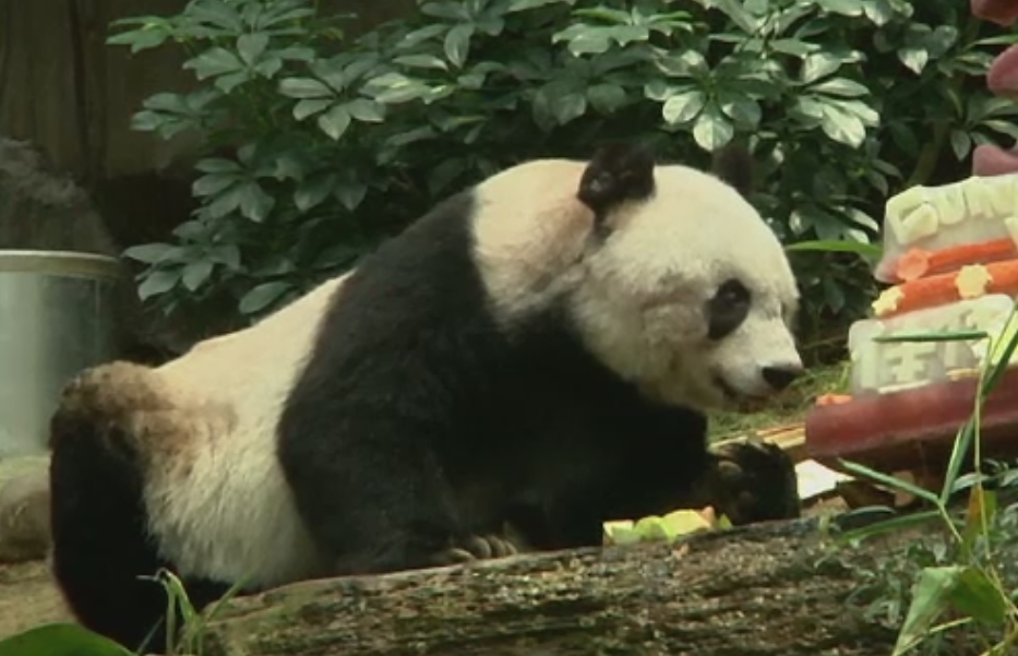 Petrecere la ZOO din Hong Kong. Ursoaica panda Jia-Jia a intrat in Cartea Recordurilor dupa ce a implinit 110 ani umani