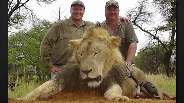 Cati ani de inchisoare risca cei doi barbati care l-au ajutat pe dentistul american sa-l ucida pe leul Cecil, in Zimbabwe