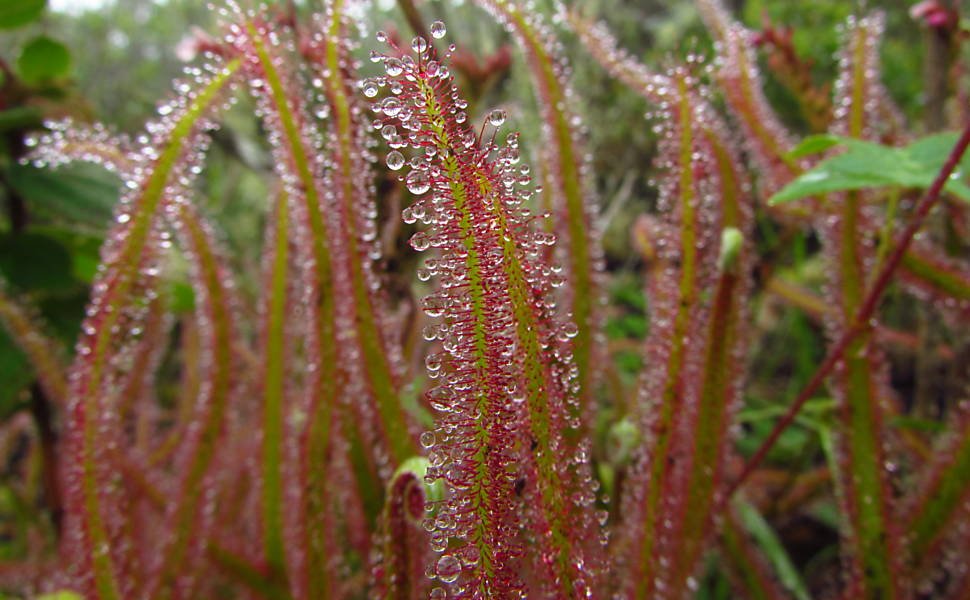 planta carnivora