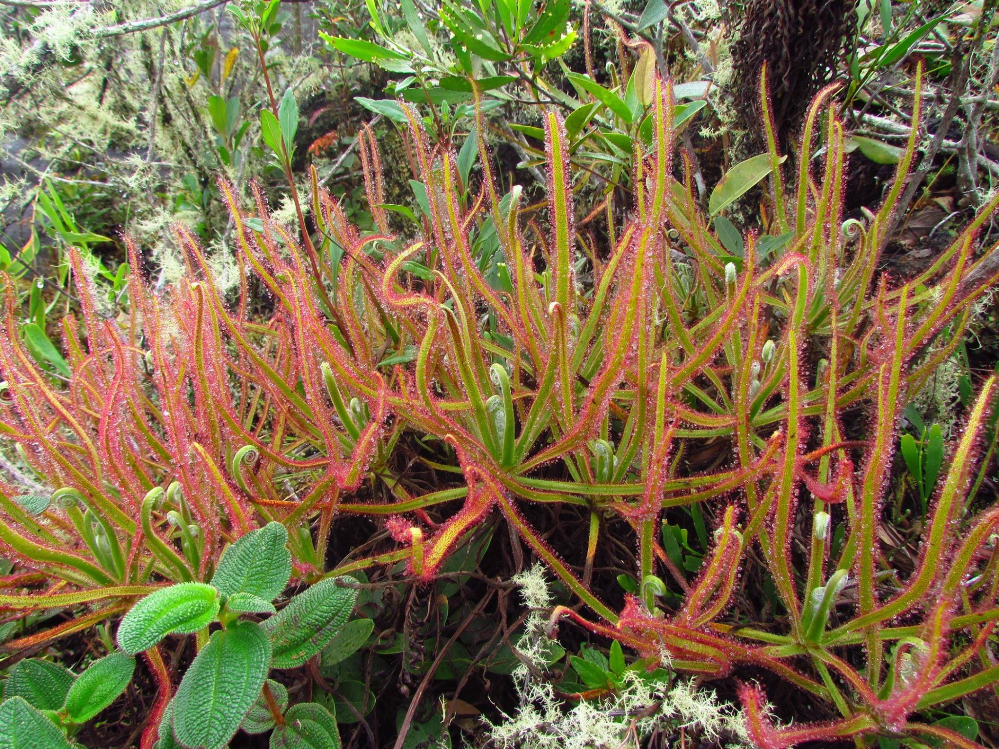 planta carnivora