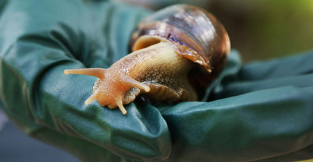 Statul Florida se lupta cu o invazie de melci gigant, pentru a doua oara in ultimii 50 de ani. "Sunt periculosi"