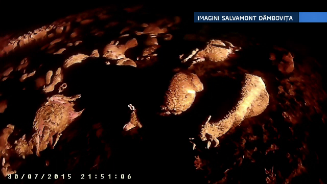 120 de oi au fost ucise de fulgere, la o stana din Muntii Bucegi. Ciobanii au cerut ajutorul salvamontistilor