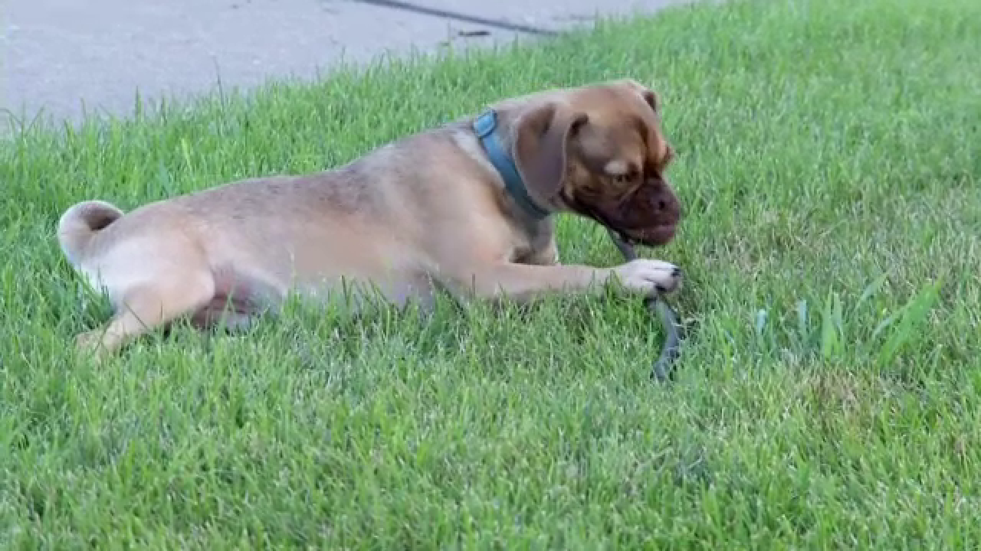 Celebra pisica "Grumpy cat" are un echivalent in lumea canina. Cum arata Earl, catelul morocanos