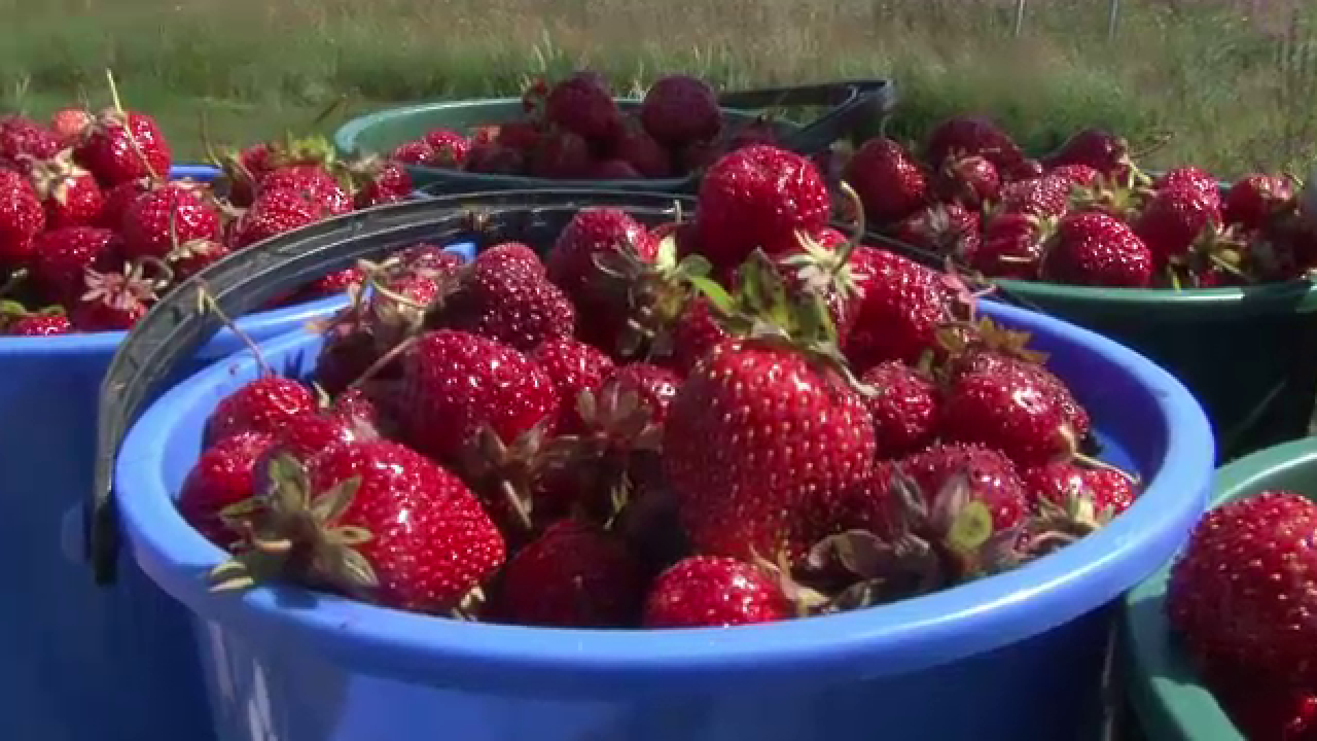 Locul din Romania in care se gasesc cele mai bune capsuni, cultivate la 1200 de metri altitudine. Fructele cresc toata vara