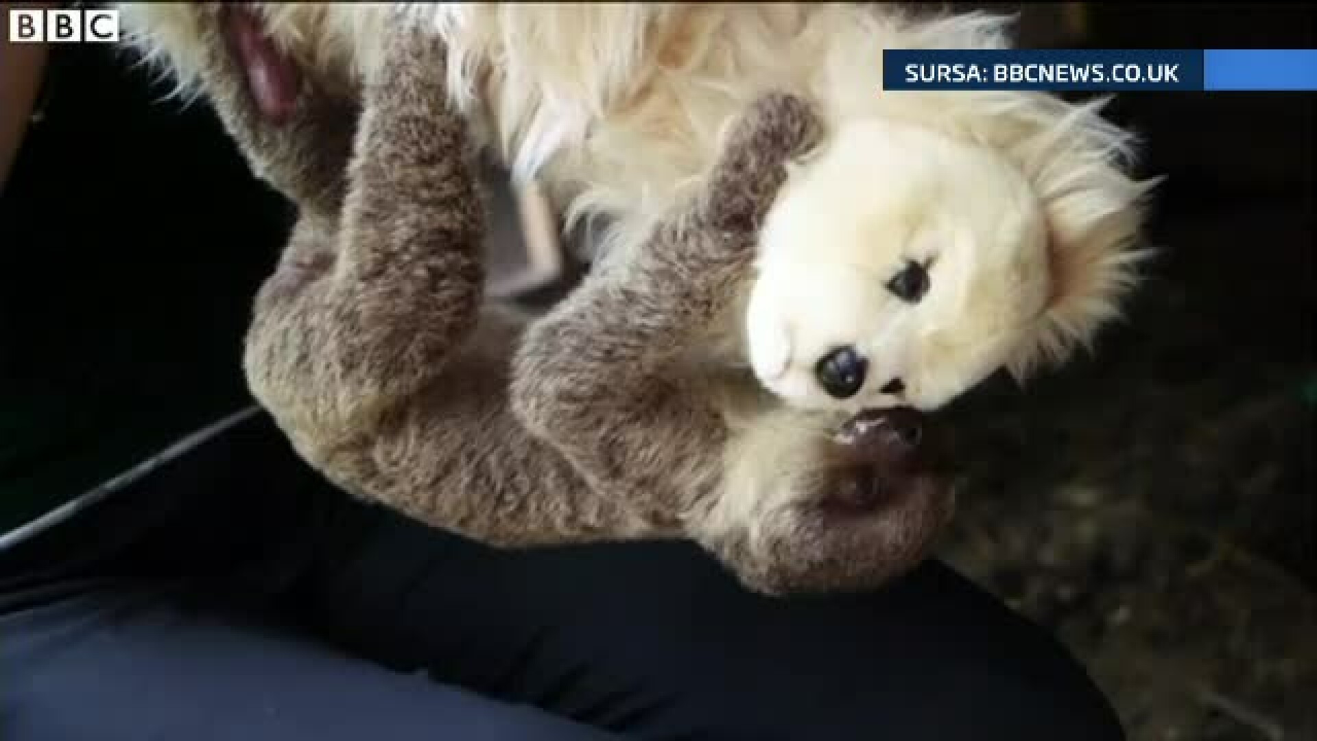 Un urs de jucarie a devenit "mamica" pentru un pui de lenes. Micul Edward este nedezlipit de jucarie