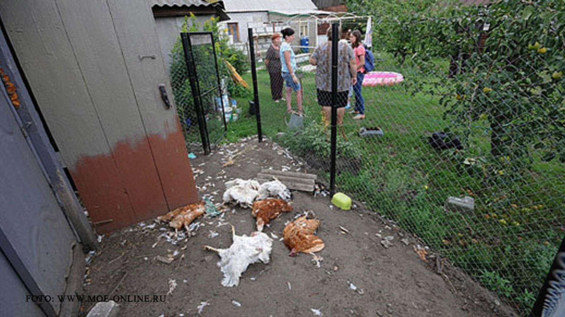 Satenii din sud-estul Rusiei se plang ca sunt atacati de Chupacabra. "Traim ca si cum ar fi razboi"