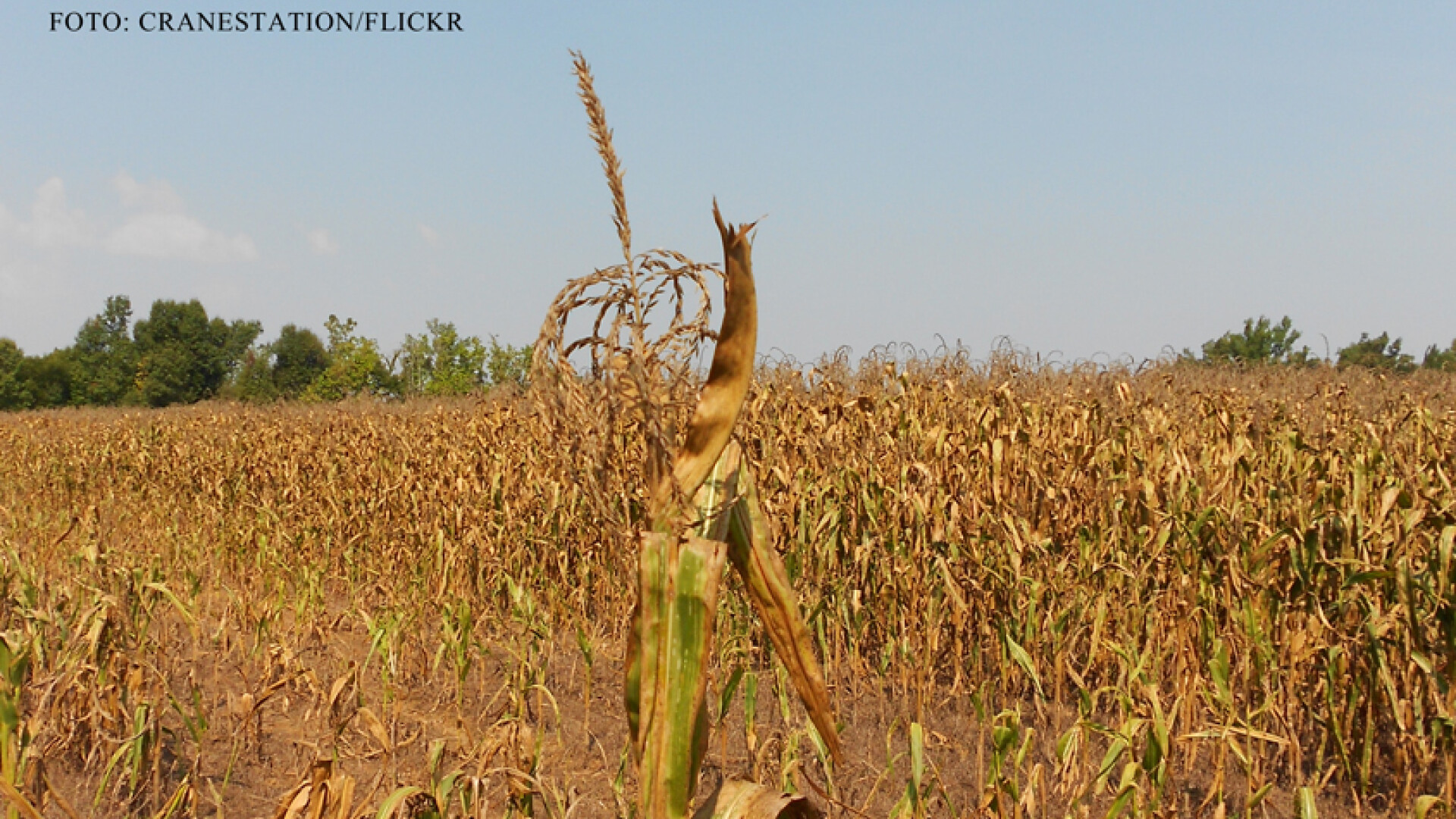 Fermierii vor sa-i dea pe meteorologi in judecata, pentru ca n-au fost avertizati de seceta. ANM: "Am luat-o razna cu totii"