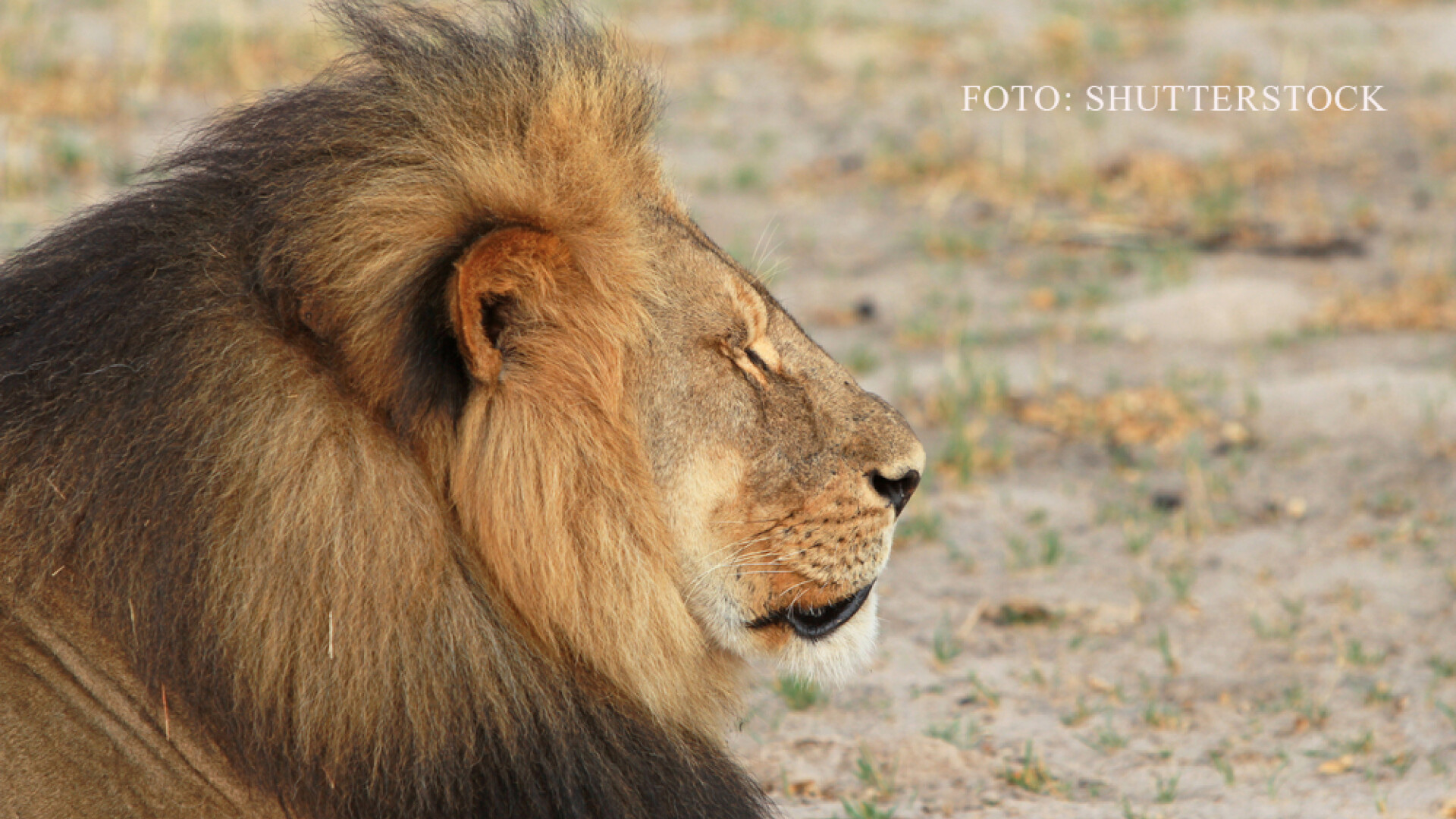 Fratele celebrului Cecil NU a fost ucis, in ciuda zvonurilor. Jericho a fost vazut cu o leoaica, intr-o "intalnire amoroasa"