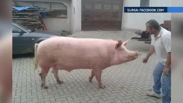 porcul Giorgio