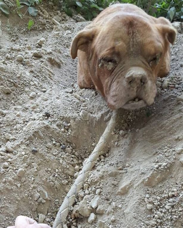 Mastiff ingropat de viu