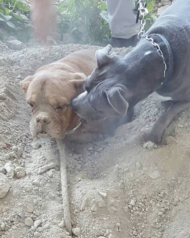 Mastiff ingropat de viu