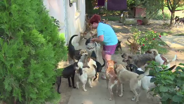 Doua femei din Gaesti cresc peste o suta de caini si pisici in curtile lor. Vecinii sunt exasperati: "Nu putem sa respiram"