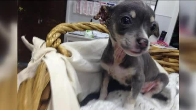 "Simt ca ne-am intelege unul pe altul". Cine l-a adoptat pe Pompierul, catelul desfigurat de arsuri chimice