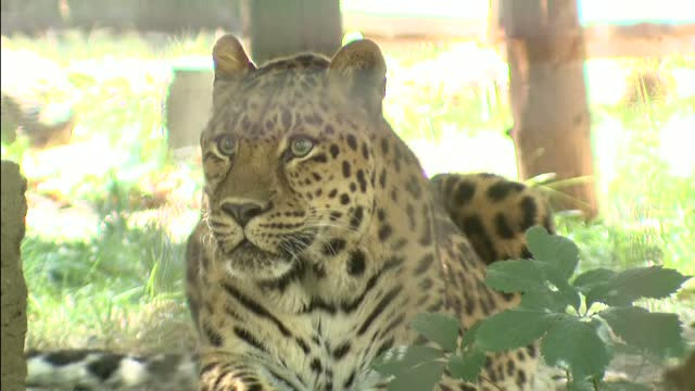 Ziua Internationala a Gradinilor Zoologice, sarbatorita in Capitala si la Timisoara. Surprizele pregatite micilor vizitatori