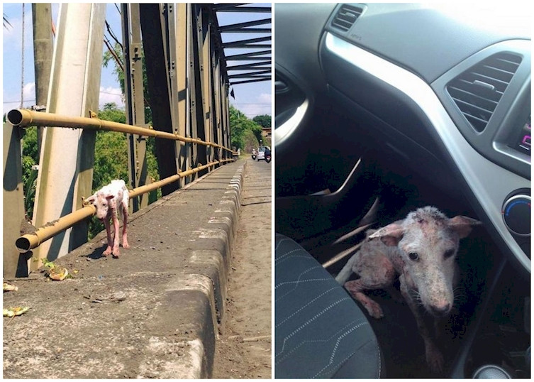 A urcat intr-o masina, iar viata i s-a schimbat radical. Cum arata catelusa Kelsey, dupa ce a fost salvata de pe strada