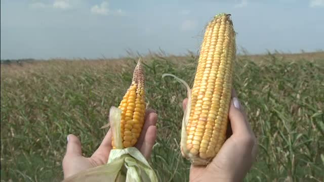 Situatie disperata din cauza secetei. Diferenta dintre fermierii care s-au rugat sa ploua si cei care au investit in irigatii