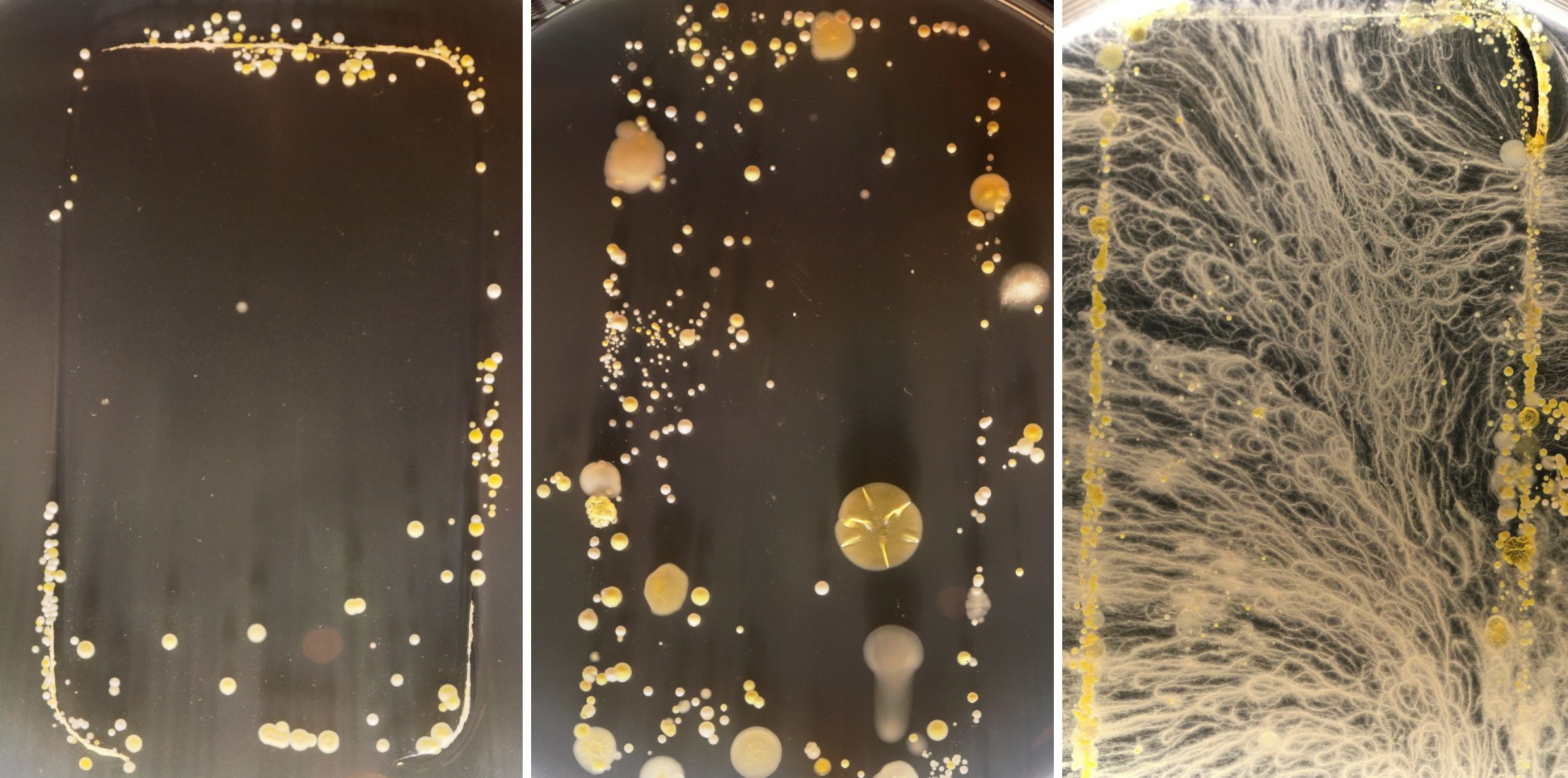 microbi telefon mobil