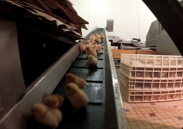 Imagini infioratoare la o ferma din Franta. Angajatii, filmati in timp ce tocau de vii puii sau ii lasau sa se sufoce. VIDEO