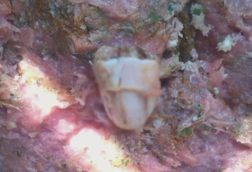 Descoperirea socanta a unei familii sarmane din Barlad. Tatal a gasit un deget de om intr-un pachet de carne: Si acum tremur