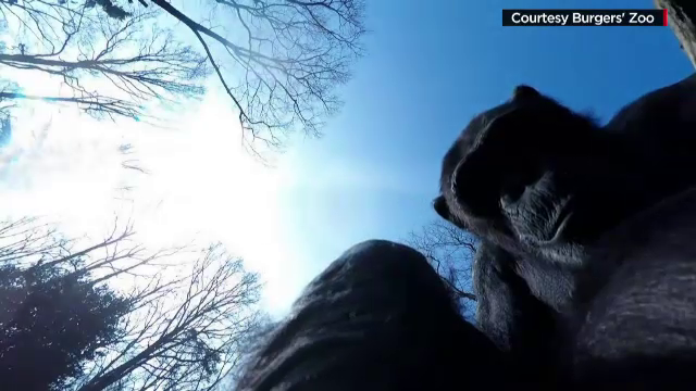 Drona "atacata" in aer de un vultur care a crezut ca-si face rost de urmatoarea masa. VIDEO