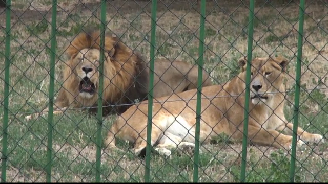 S-a redeschis una dintre cele mai mari gradini zoologice din tara. Vedetele: cei patru lei confiscati de la Nutu Camataru