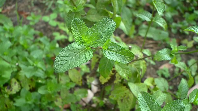 A investit intr-o plantatie de menta si abia face fata comenzilor. Cati bani castiga pe sezon un barman din Cluj cu ideea lui