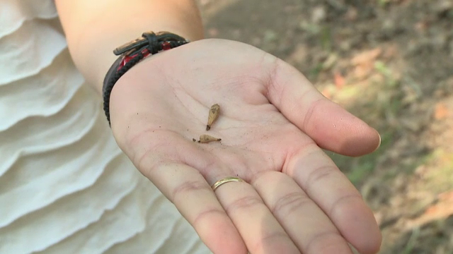 Manastirea Franciscana