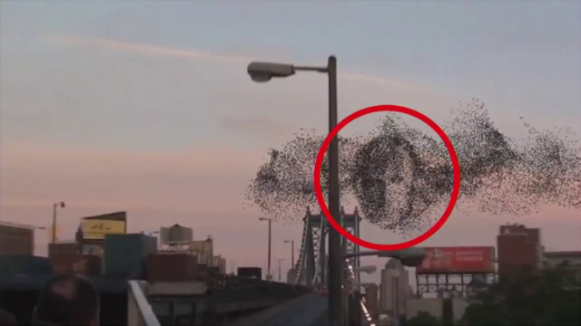 A fotografiat un stol de pasari, iar cand s-a uitat pe poza a ramas surprins. Ce a vazut un american in imagine