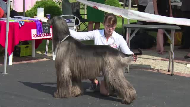 Cei mai aratosi caini din Europa sunt la Alba Iulia, la un concurs de frumusete. Ingrijirea lor costa sute de euro, lunar