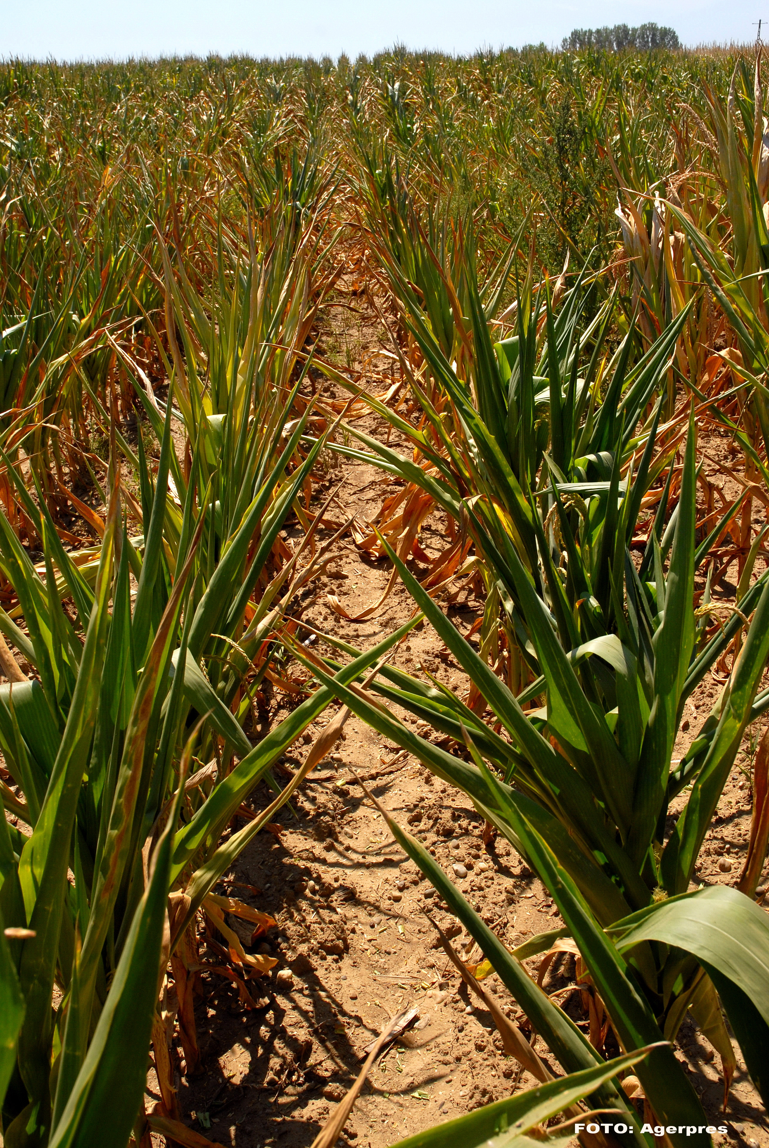 Romania sub SECETA. Sute de mii de hectare de pamant sunt "arse" de soare, apa se da cu portia la populatie, raurile au secat