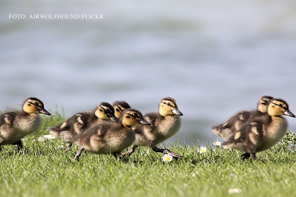 Masura extrema luata de Rusia impotriva contrabandei cu ratuste. "S-a luat decizia sa fie distruse"