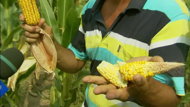 Ploile vin prea tarziu pentru a mai salva Romania de seceta. Fermierii vor fi despagubiti, preturile ar putea creste