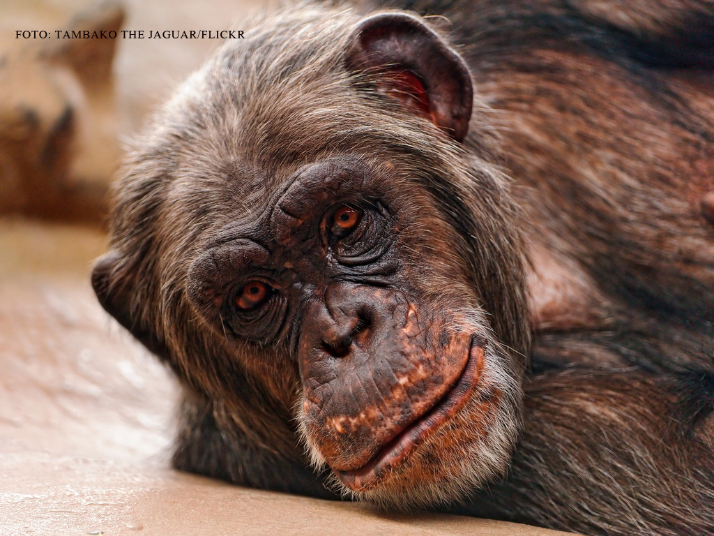 Specia care ar putea sa ne prinda din urma. Oamenii de stiinta spun ca cimpanzeii au intrat in Epoca Pietrei