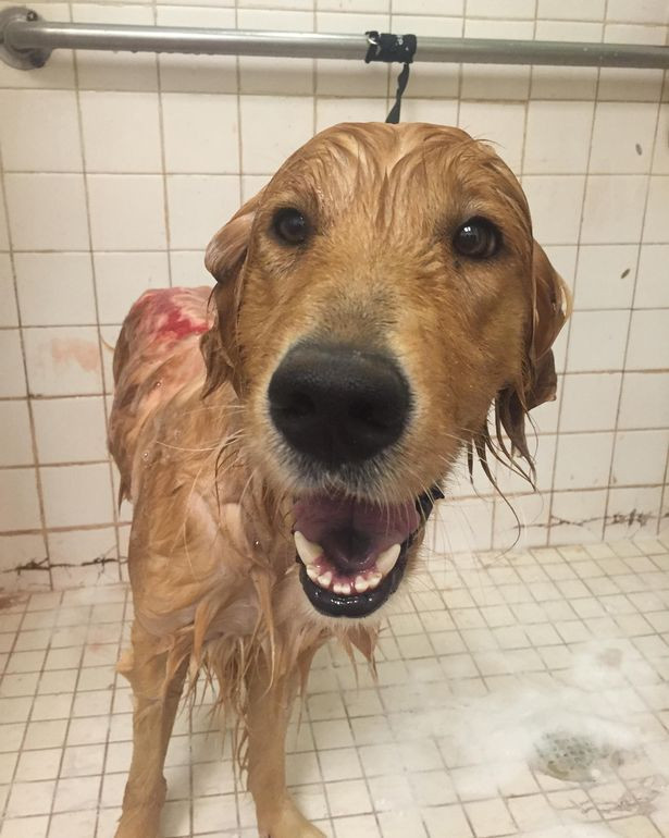 A fost ranit grav cu acid pe spate si abandonat pe strada. Cum arata Fergus dupa interventia medicilor