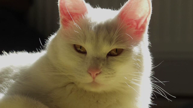 Au renuntat la visul lor de-o viata pentru motanul lor, adoptat din Romania. Gestul formidabil al unui cuplu din SUA