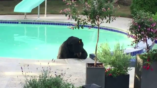 Toropit de caldura, un urs s-a relaxat in piscina unei case din Vancouver. Imaginile surprinse chiar de proprietari