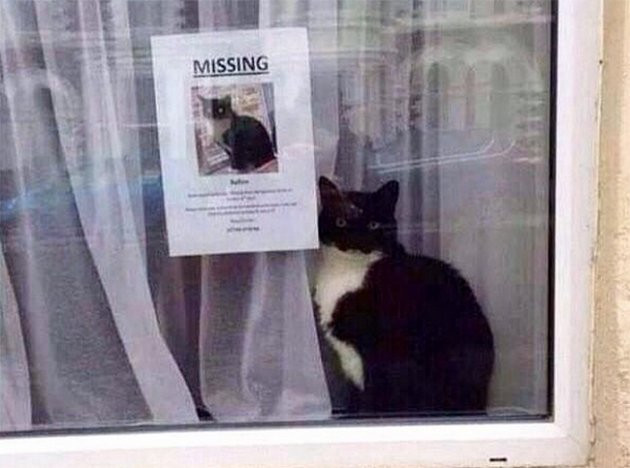 Pisica data disparuta gasita chiar langa anuntul care ii anunta pierderea. Imaginea a devenit un viral pe internet