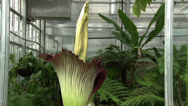 Mii de americani s-au strans la Gradina Botanica din Denver pentru a vedea floarea-cadavru: "Miroase ca un animal mort"