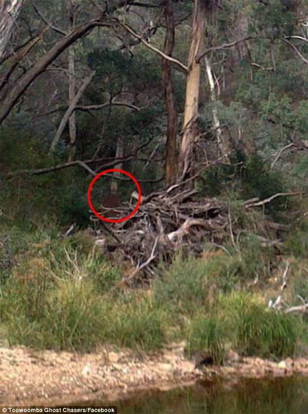 Simtea ca il urmareste cineva, in timp ce mergea prin padure. Ce a fotografiat un australian. FOTO