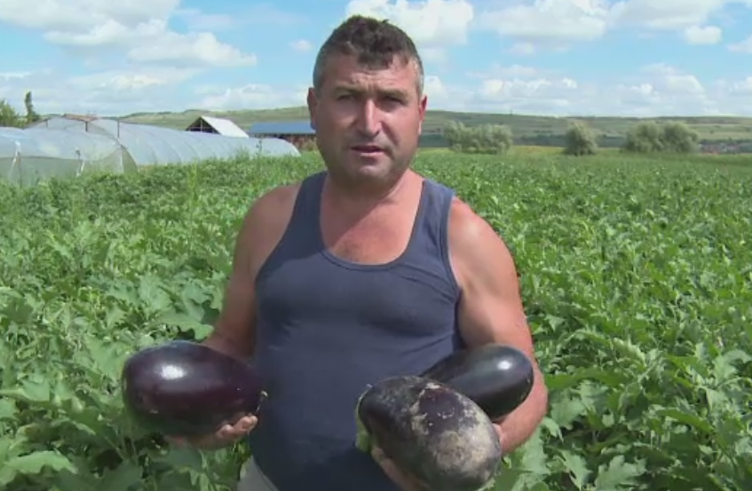 Coltul din Romania unde campurile sunt verzi si recoltele uriase, in ciuda secetei. Profitul scos de agricultori